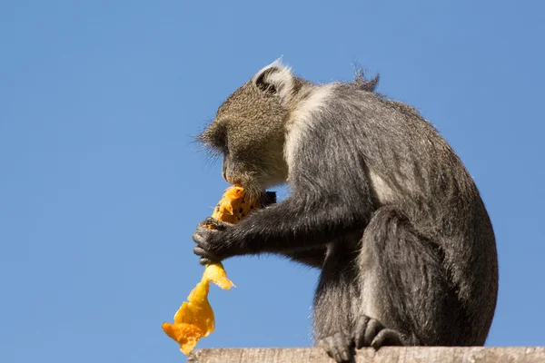 Pequeño mono comiendo un mango — Foto de Stock