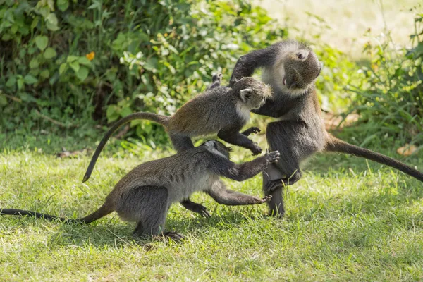Monkeys fighting — Stock Photo, Image