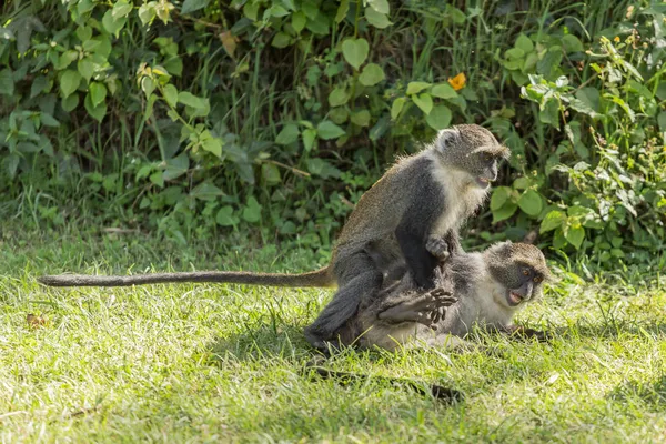 Monkeys fighting — Stock Photo, Image