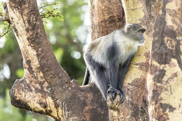 Macaco em uma árvore — Fotografia de Stock