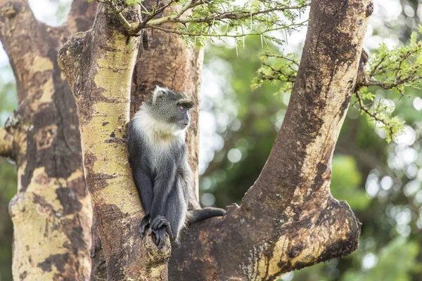 Monkey on a tree — Stock Photo, Image