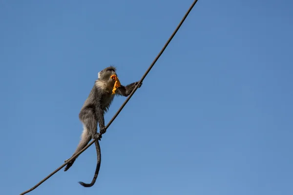 Monkey walking on a cable — Stock Photo, Image