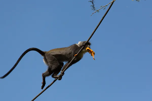 Affe läuft auf einem Seil — Stockfoto