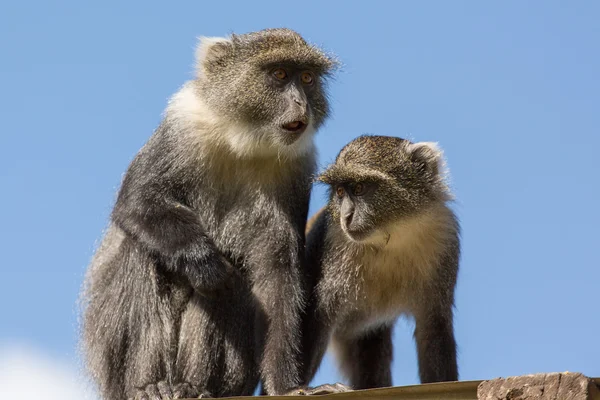 Две маленькие обезьянки на крыше — стоковое фото