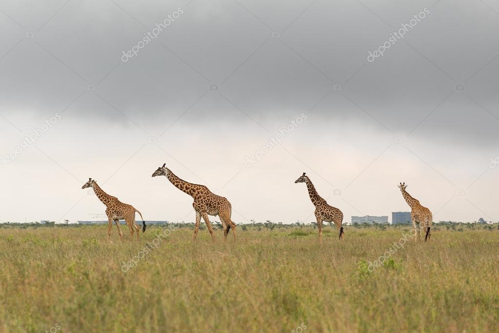 Giraffe family in Kenya