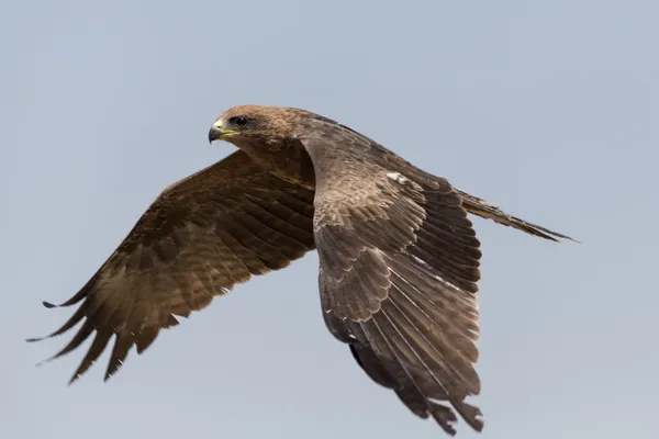 Amora in volo — Foto Stock