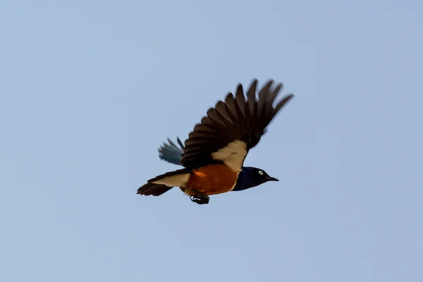 Superb Starling during flight — Stock Photo, Image