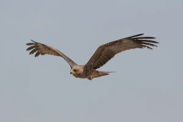 Amora in flight — Stock Photo, Image