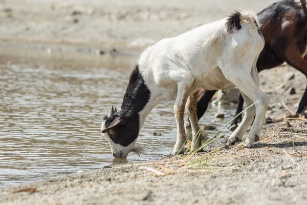 Geiten drinkwater — Stockfoto