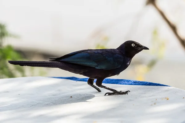 The one legged dark blue Superb Starling — Stock Photo, Image