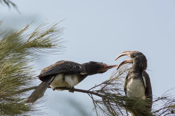 레드 청구 Hornbill 그들의 부리와 싸우고 — 스톡 사진