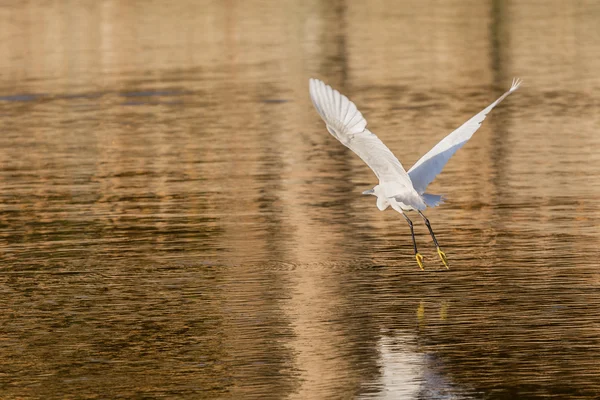 Kicsi Egret repülés közben — Stock Fotó