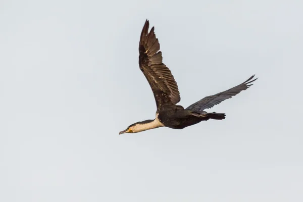 Gran Cormorán — Foto de Stock