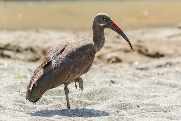 Готель Ibis wattled — стокове фото