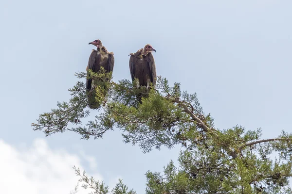 Vulture — Stock Photo, Image