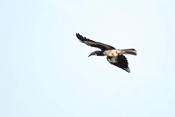 Hempric's Hornbill in volo — Foto Stock