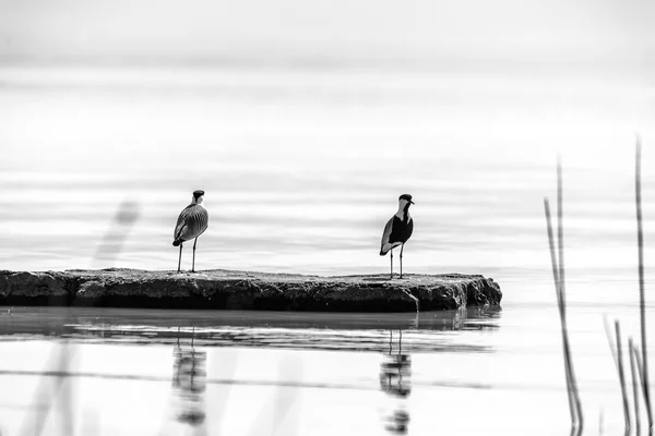Dva ptáci na jezera langano — Stock fotografie