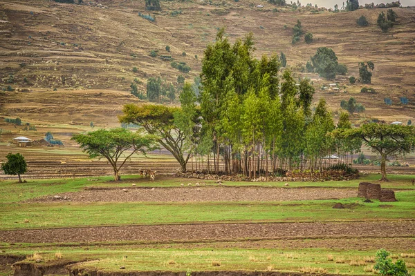 Vita in campagna — Foto Stock