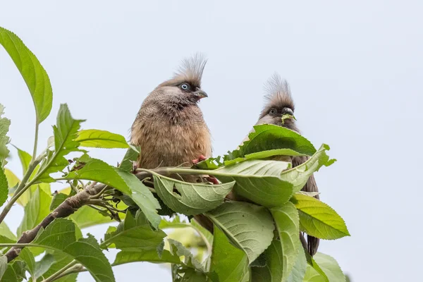 Gespikkelde mousebirds — Stockfoto