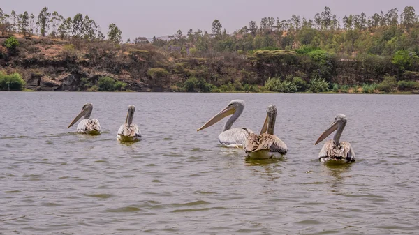 Pelicanos nadando — Fotografia de Stock