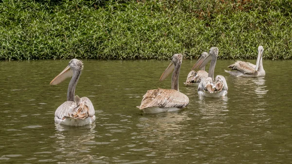 Pelikany pływanie — Zdjęcie stockowe