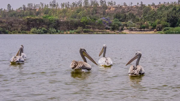 Pelicanos nadando — Fotografia de Stock