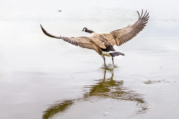 Landing on water — Stock Photo, Image