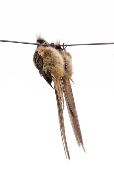 Benekli mousebird tel üzerinde asılı — Stok fotoğraf