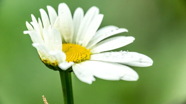 Prachtige daisy — Stockfoto