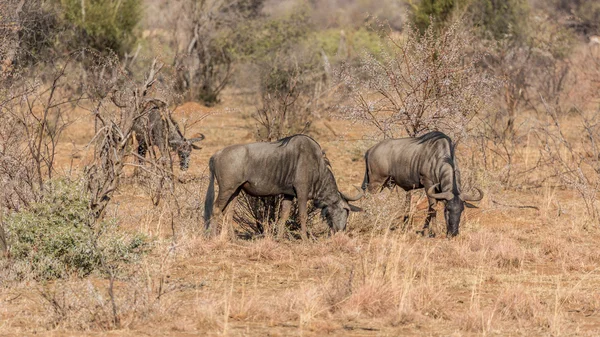 Wildebeest blu — Foto Stock