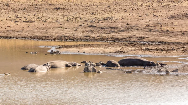 Hipopótamos molestos —  Fotos de Stock