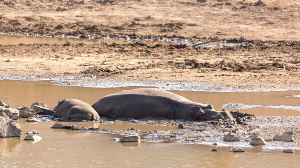 Mudding hippos — Stock Photo, Image