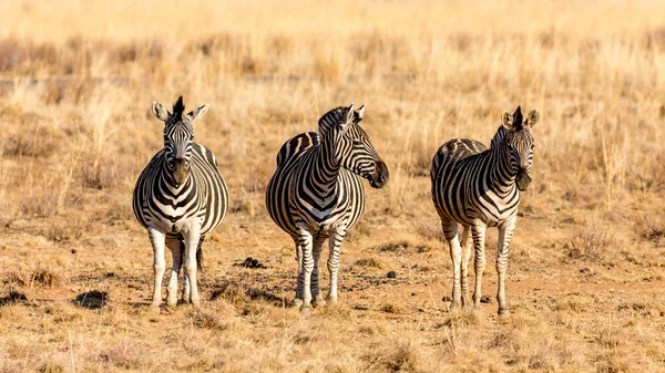 Os três mosqueteiros zebra — Fotografia de Stock