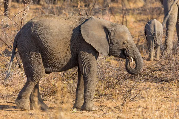 Jeune éléphant dans la nature — Photo