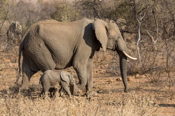 Anne ve bebek filler — Stok fotoğraf