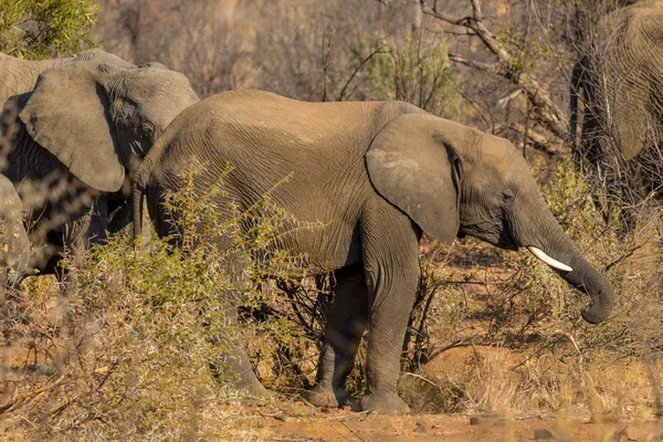 Les éléphants dans la nature — Photo