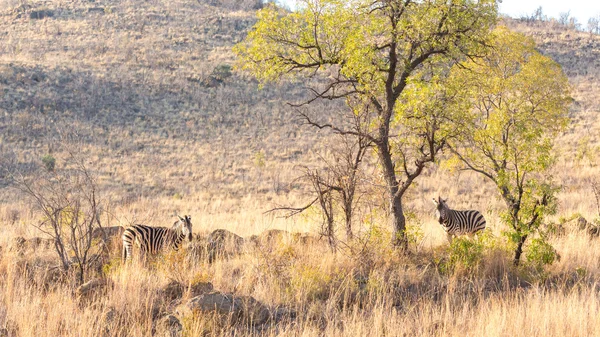 Zebras auf der Suche — Stockfoto