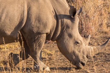 bir gergedanın otlatma