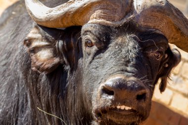 Buffalo gülümseyen