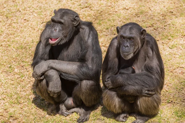 Tres chimpancés sabios — Foto de Stock