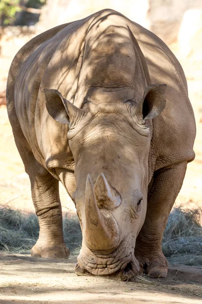 Дорослий носоріг — стокове фото