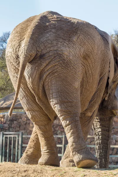 Elefante tortuoso — Fotografia de Stock