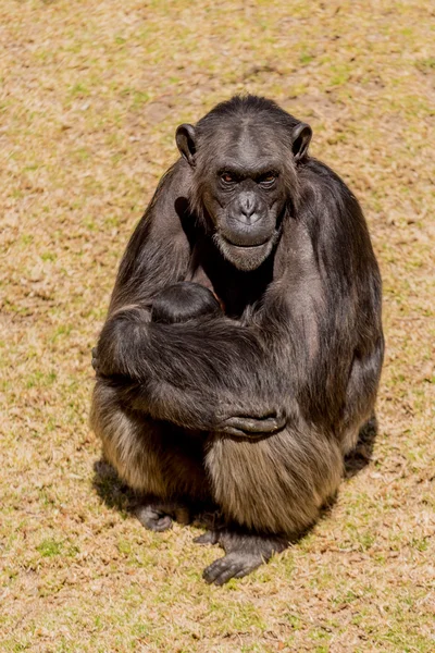 チンパンジー コミュニケーション — ストック写真