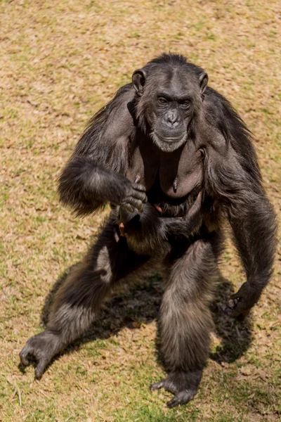Самка шимпанзе — стоковое фото