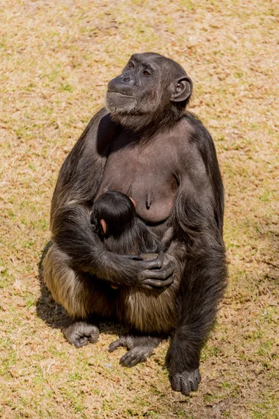 チンパンジー コミュニケーション — ストック写真