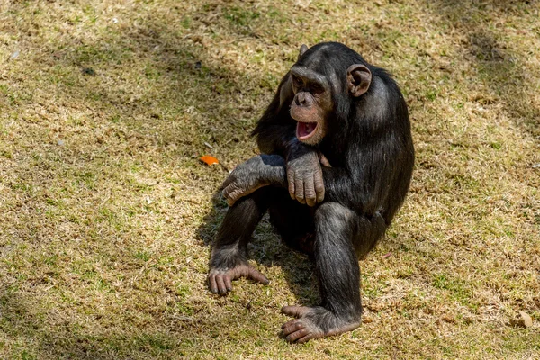 Comunicación chimpancé — Foto de Stock