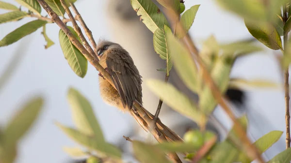 Υπνηλία διάστικτα mousebird — Φωτογραφία Αρχείου