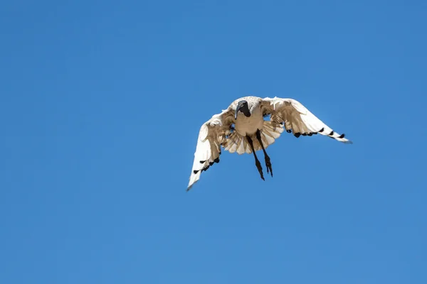 En kran under flygning — Stockfoto