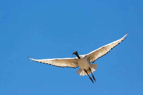 A Crane in flight — Stock Photo, Image