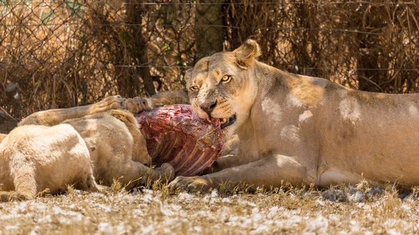Leoa comendo com seus filhotes — Fotografia de Stock